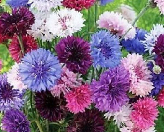 คอร์นฟลาวเวอร์ (Cornflower) คละ / 35 เม็ด (USA)