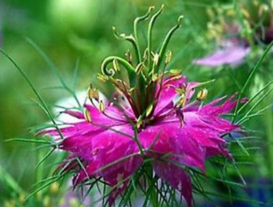 รักในสายหมอก (Love in a Mist - Ragged Lady) คละ / 600 เม็ด (Belgium)