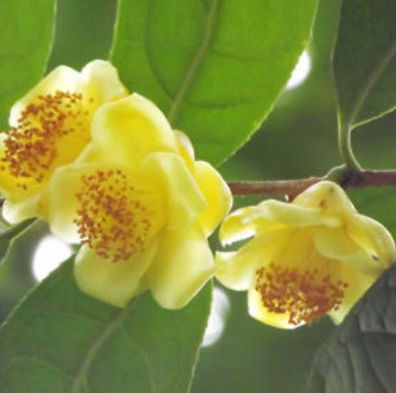 คามิเลีย (Camellia) สีเหลือง / 10 เม็ด