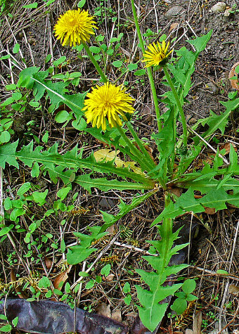 แดนดิไลออน (Dandelion / Taraxacum officinale) / 2,000 เม็ด (UK)*