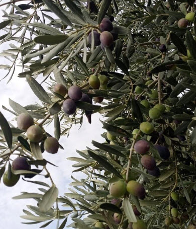 ต้นมะกอกโอลีฟ Olea europaea - GEMLIK สูง 30-50 ซ.ม. (Turkey)