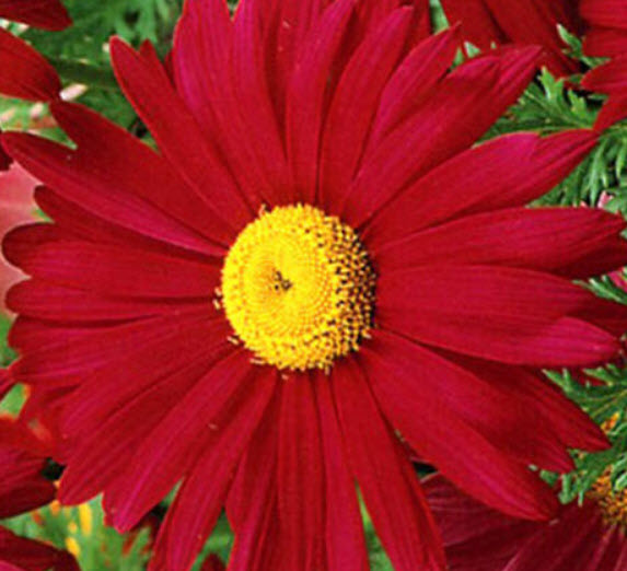 ไพรีทรัม - โรบินสัน (Pyrethrum - Robinsons) สีแดง / 150 เม็ด (UK)