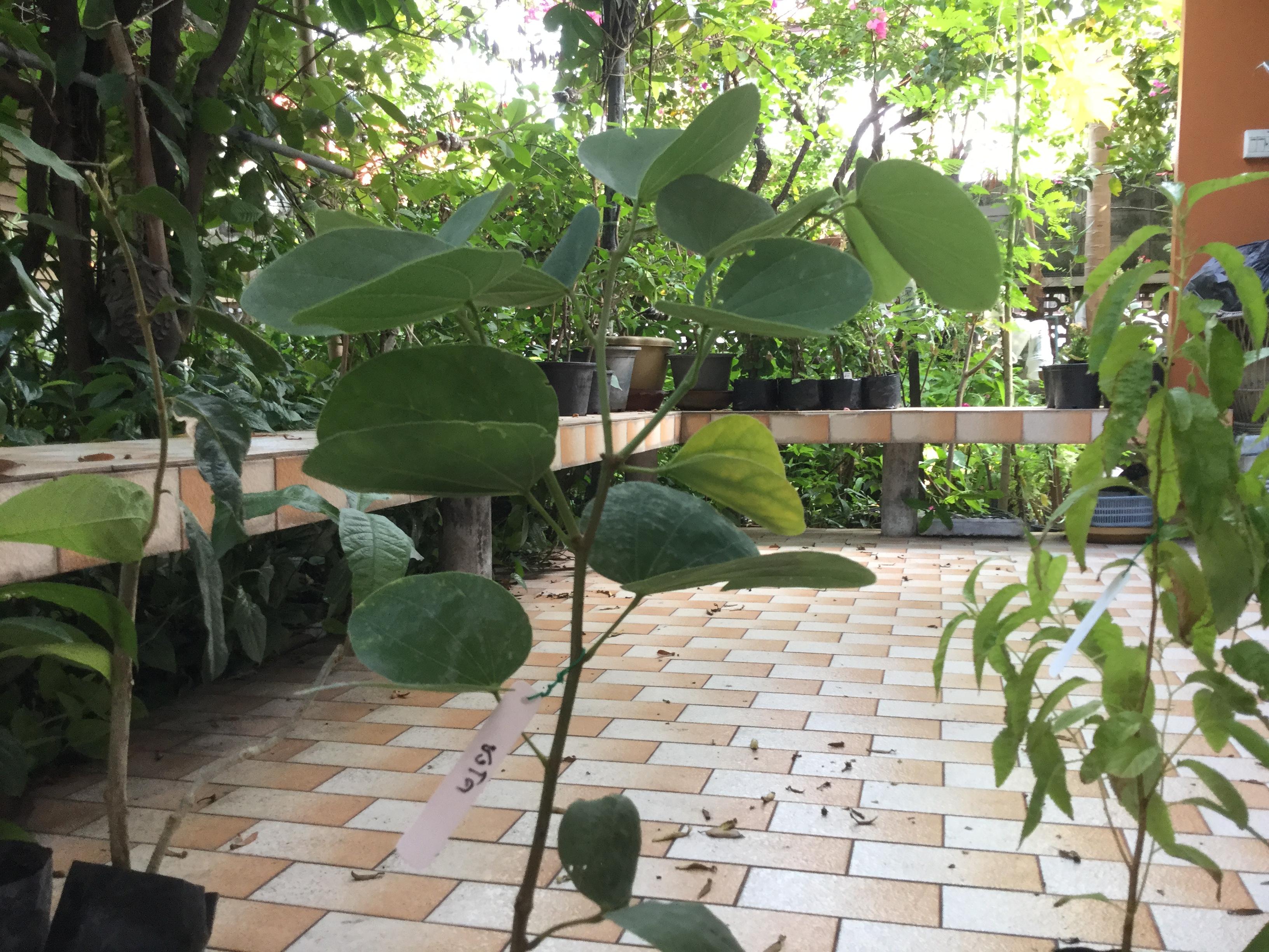 ต้นชงโค ดอกสีแดง สูง 50-70 ซม. / ต้น