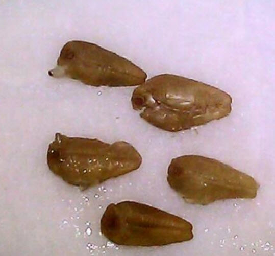 มอนิ่ง กลอรี่ สีฟ้า (Morning glory - Heavenly Blue) / 25 เม็ด (Portugal)