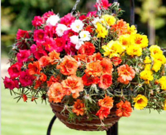 แพรเซี่ยงไฮ้ (Moss Rose) ซ้อน คละสี / 1,200 เม็ด (UK)