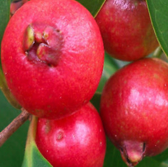ฝรั่งเชอรี่สตรอเบอรี่ (Strawberry Cherry Guava) สีแดง / 10 เม็ด (Portugal)
