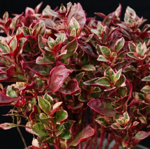 ต้นเกล็ดทับทิม (Calico plant) กระถาง เล็ก / ต้น