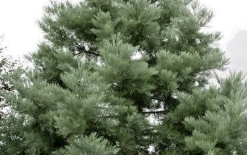 สนยักษ์ซีคัวญ่า (Giant Sequoia Redwood / S. giganteum) / 20 เม็ด (USA)
