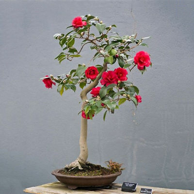 ชาเขียวจีนบอนไซ (Chinese Green Tea) / 10 เม็ด