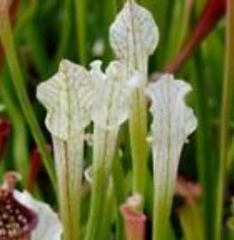ซาราซีเนีย (Sarracenia) สีขาว-เขียว / 50 เม็ด (หายาก)
