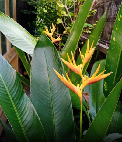 ต้นเฮลิโคเนีย หรือธรรมรักษา ก้ามกุ้งส้ม (Heliconia) กระถาง 8 นิ้ว (ส่งทั้งกระถาง แบบต้นตัดใบ)