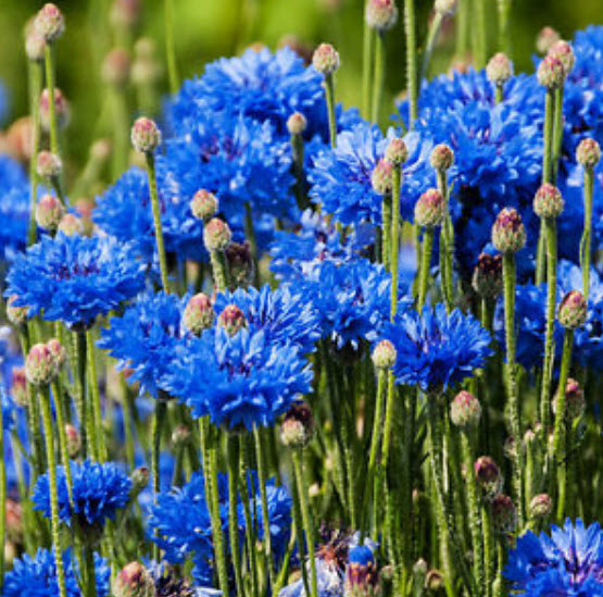 คอร์นฟลาวเวอร์ (Cornflower) สีฟ้า / 1,000 เม็ด*