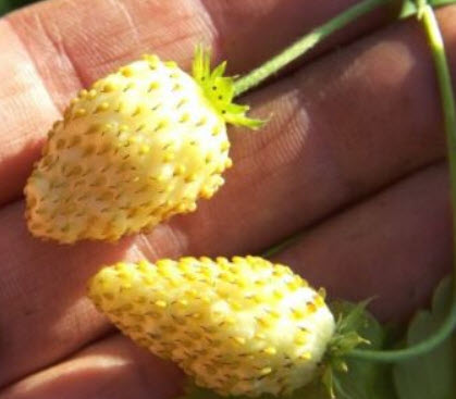 สตรอเบอรี่ สโนไวท์ (Strawberry - Snow White) / 70 เม็ด (Ukraine)