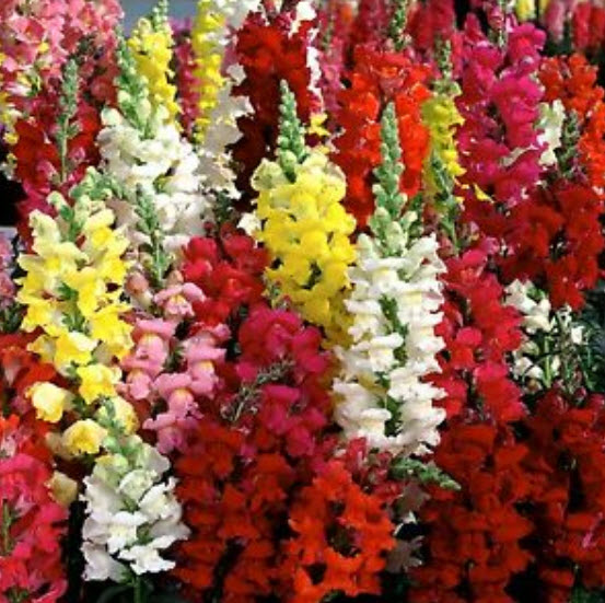 ดอกลิ้นมังกร (Snapdragon) ต้นสูง คละ / 9,500 เม็ด (UK)
