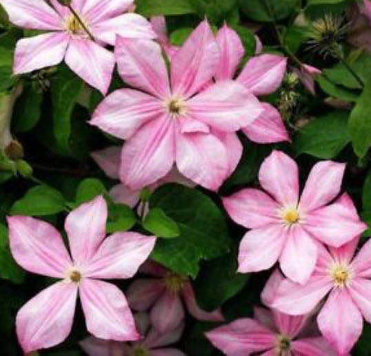เคล็มแมททิส (Clematis) สีชมพู / 100 เม็ด