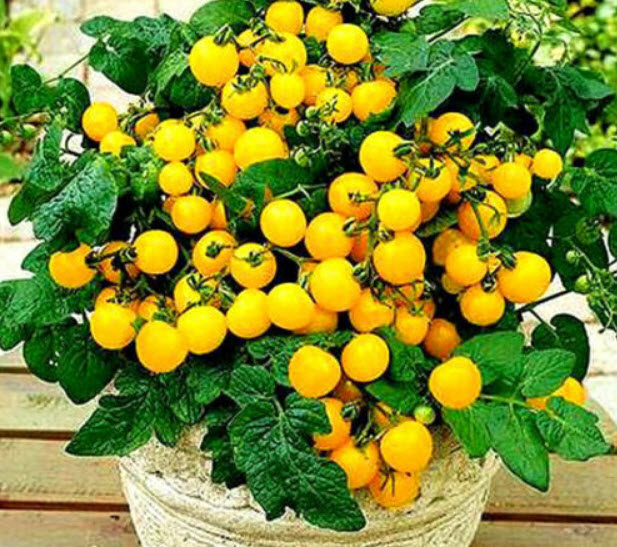มะเขือเทศเลื้อย สีเหลือง (Tomato - OLKA POLKA) / 130 เม็ด (UK)