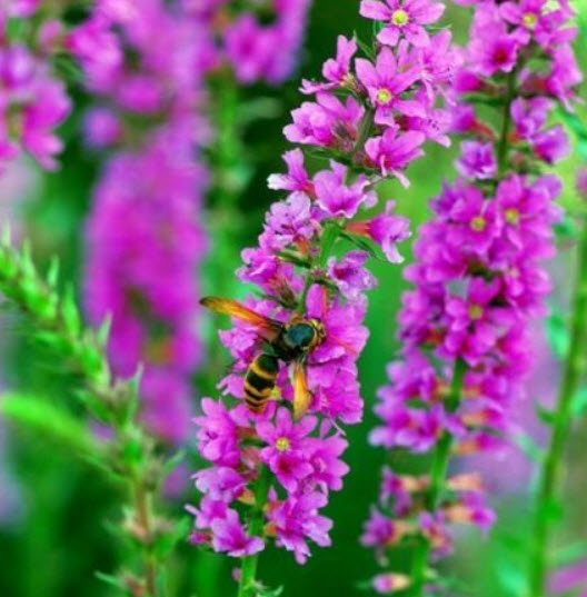เพอเพิ่ล ลูสสไตร้ฟ (Purple Loosestrife) / ซอง 50 เม็ด (China)