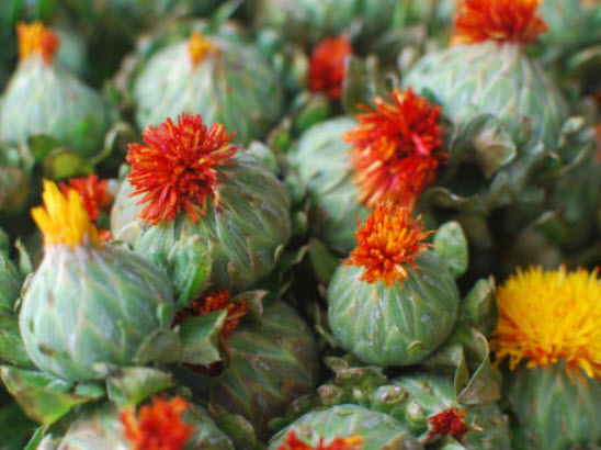 คำฝอย (Saffron Thistle) / 40 เม็ด (UK)