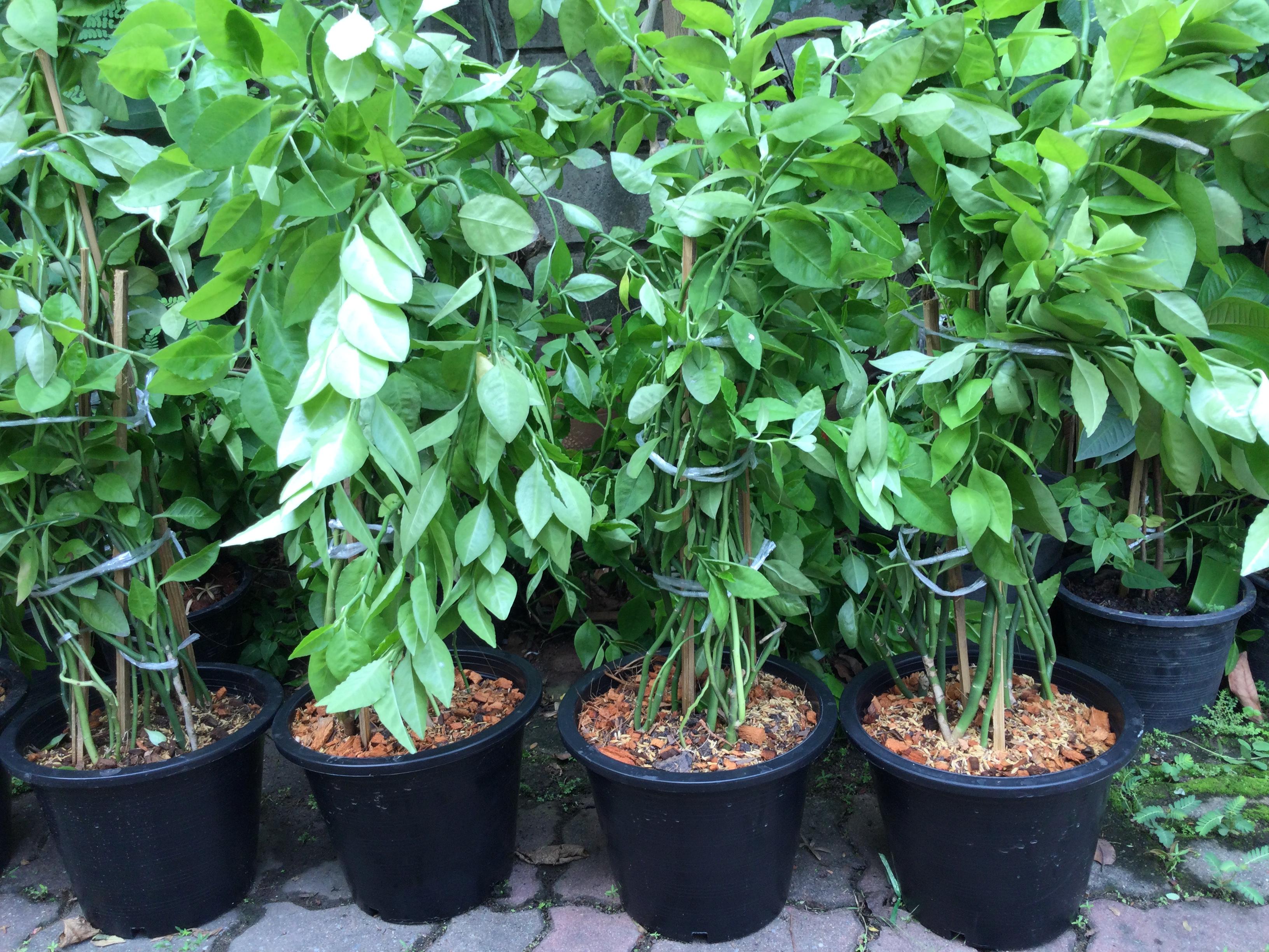 ต้นแสยก (สะ-แหยก) กอใหญ่ สูง 100-120 ซ.ม. / กระถาง