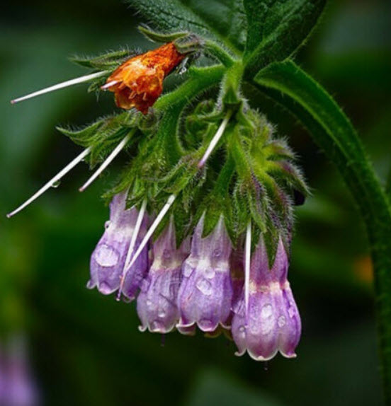 คอมเฟรย์ (Comfrey Lithospermi) / 100 เม็ด