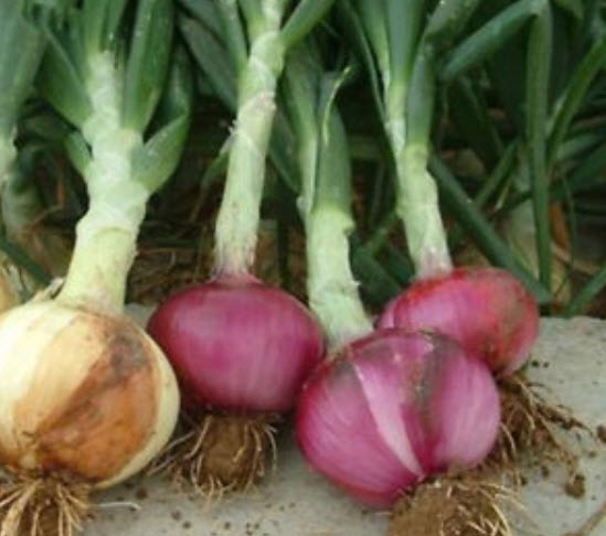 หอมแดง หัวใหญ่ / 100 เม็ด (S087)