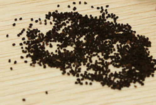 ดอกลิ้นมังกร (Snapdragon) คละ / 100 เม็ด