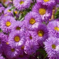 เดซีหิมาลัย สีม่วง (Erigeron - Azure Fairy) / 50 เม็ด (USA)