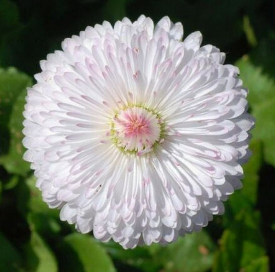 อิงลิช เดซี่ (Daisy English) สีขาว / 50 เม็ด (USA)