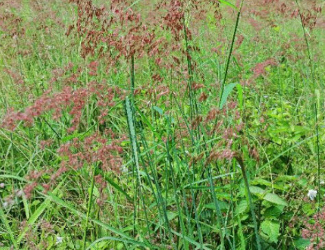 หญ้าชมพู หญ้าดอกชมพู pink grass / 500 เม็ด
