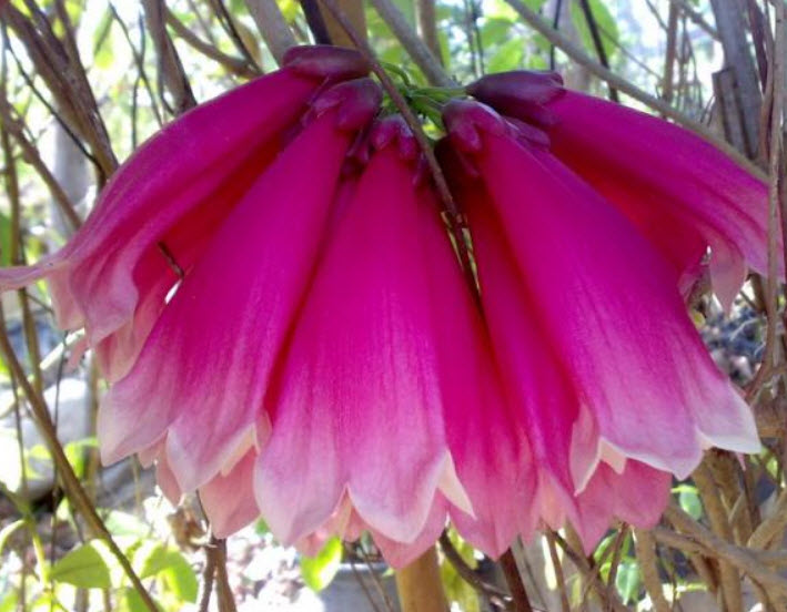 ต้นแพรชมพู กระถาง 8 นิ้ว เถายาว 100 ซ.ม. ขึ้นไป / ต้น