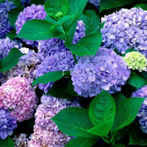 ไฮเดรนเยีย (Hydrangea) ม่วง-ชมพู / 10 เม็ด