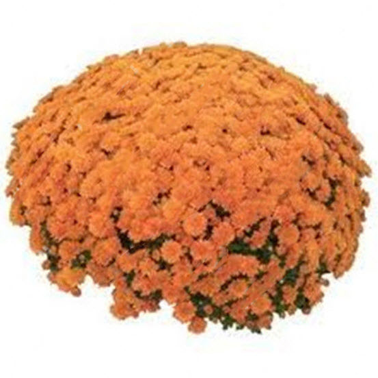 เบญจมาศคลุมดิน (Ground-cover Chrysanthemum) คละสี / 100 เม็ด