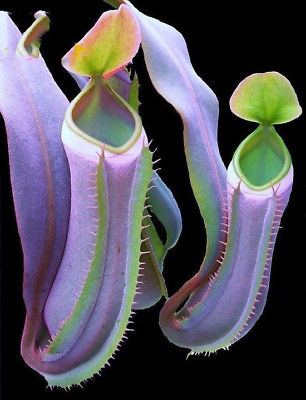 หม้อข้าวหม้อแกงลิง (Nepenthes) คละ / 100 เม็ด