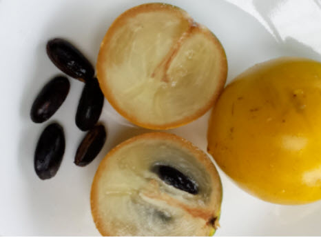 ต้น เอบิว อะบิว เอบิวไต้หวัน สูง 30-50 ซ.ม. รสชาดอร่อย