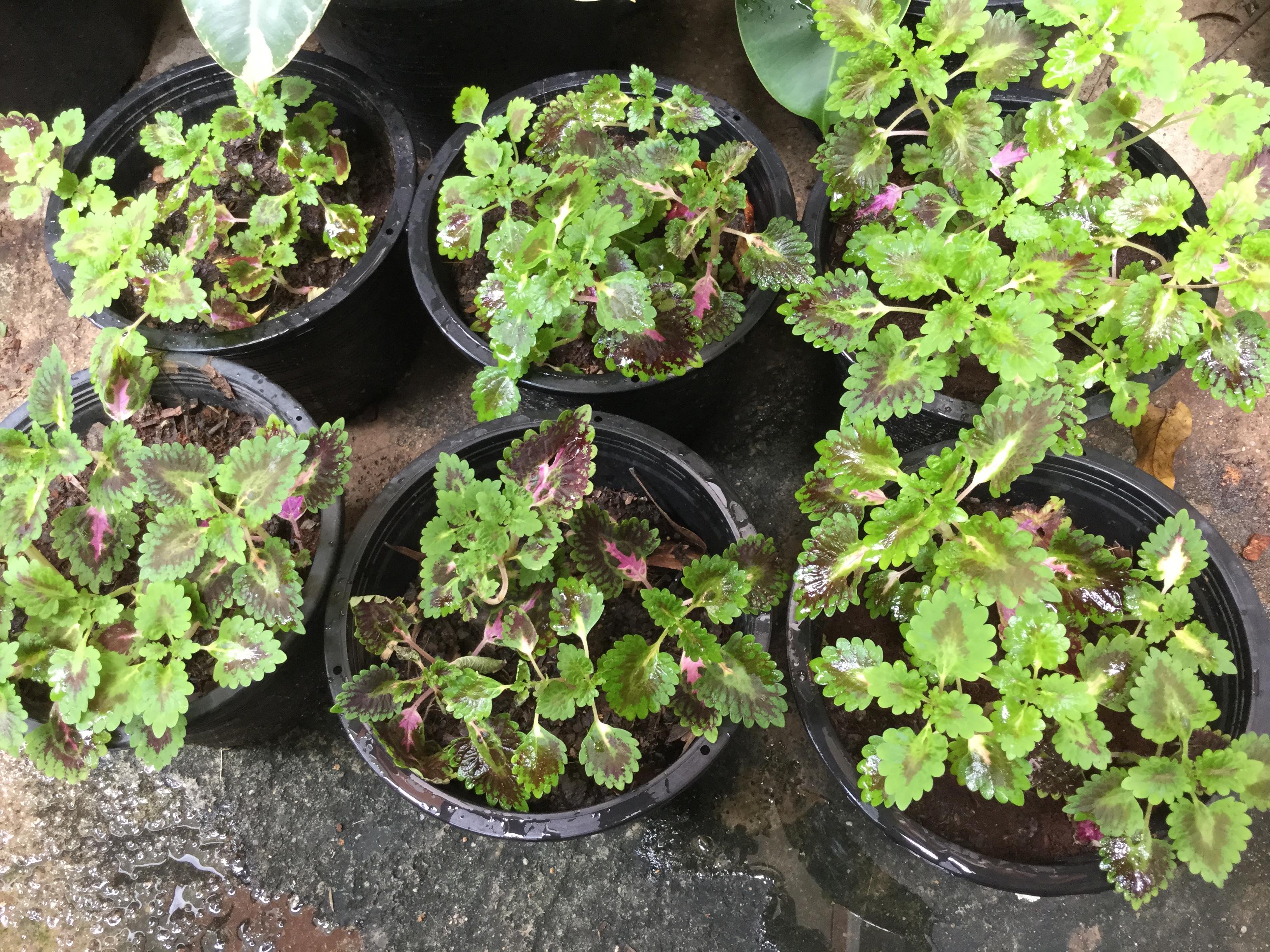 ต้นฤาษีผสมเลื้อย (coleus) ใบเขียวขอบแดง / กระถาง