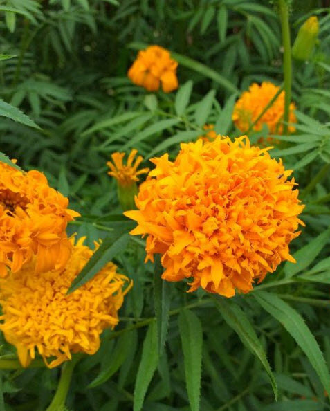 ดาวเรืองพันธุ์พื้นบ้าน ดอกสีส้ม กลีบดอกซ้อน ดอกดก / 100 เม็ด