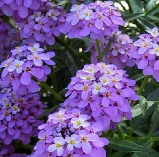 แคนดี้ทัฟท์ (Candytuft) สีม่วง / 100 เม็ด