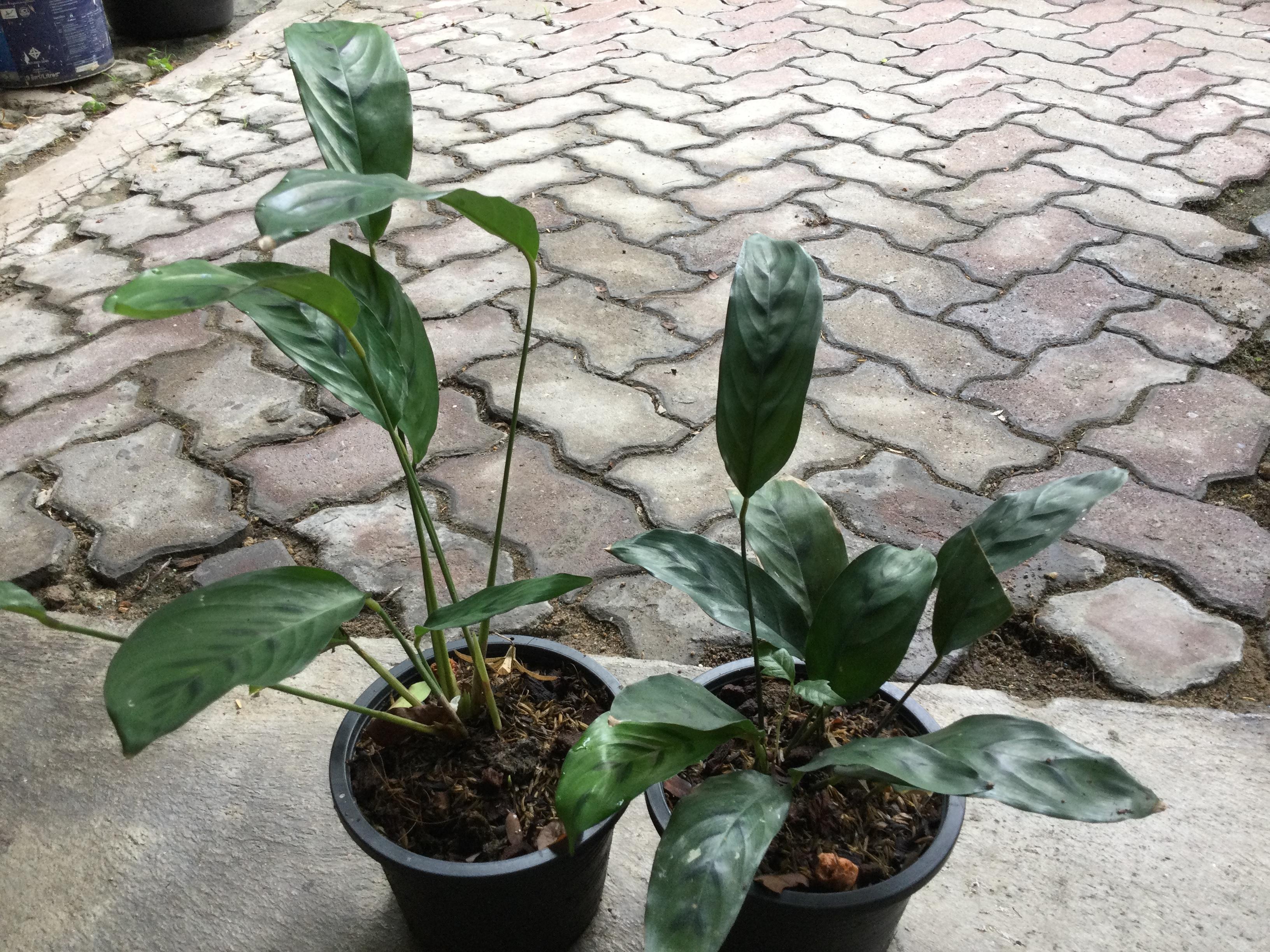 ต้นคล้ากาหว่า กระถาง 6 นิ้ว (M)