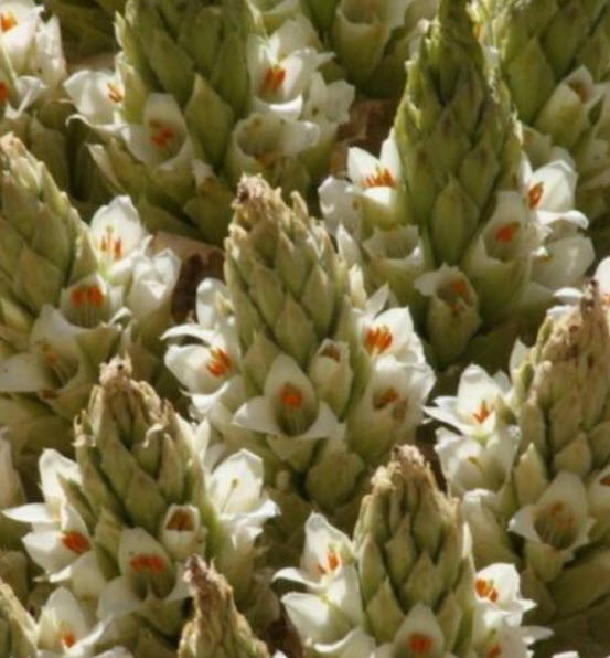 Queen of The Andes หรือ Puya raimondii / 5 เม็ด (Portugal)