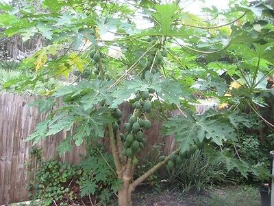 มะละกอ ฟลอริด้า โกลด์ (Florida Gold Papaya) / 10 เม็ด (USA)