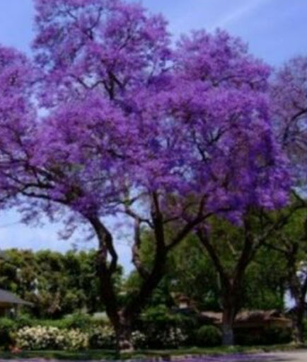 เพาโลเนีย หรือพอโลเนีย (Paulownia tomentosa) / 500 เม็ด (Spain) *