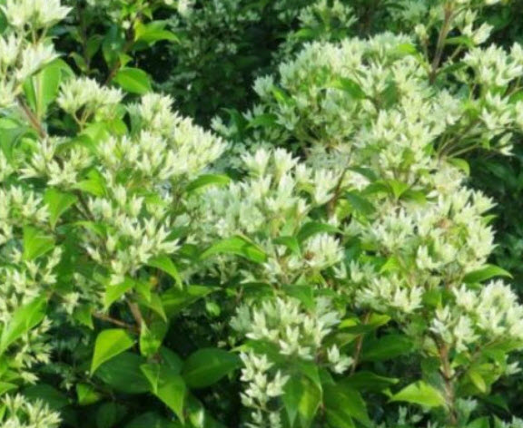 ต้นเพลิงภาณุ (Illawarra Flame Tree) กระถาง 8 นิ้ว สูง 30-45 ซ.ม. หายาก