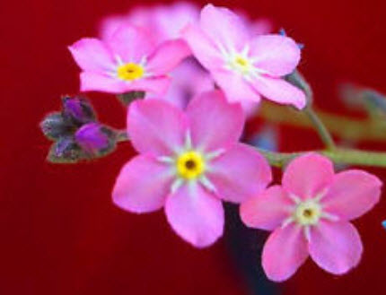 อัลไพน์ ฟอร์เก็ตมีน็อท (Alpine Forget-me-not) สีชมพู / 1,000 เม็ด (UK)
