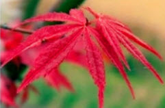 ต้นเมเปิ้ลแดง (Flame Maple Tree) / 10 เม็ด (นอก)