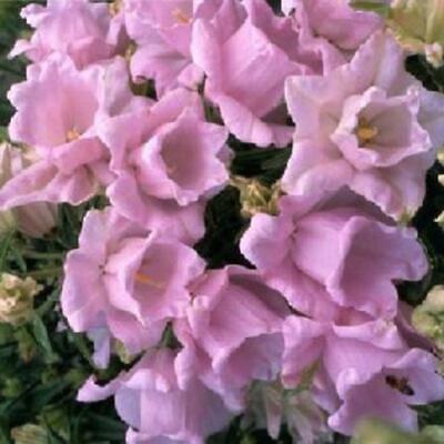 ดอกระฆัง หรือแคมพานูล่า (Campanula) ซ้อน สีชมพู / 50 เม็ด (นอก)