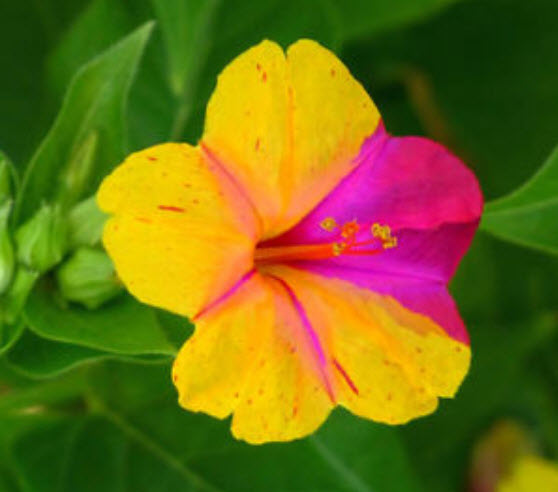 บานเย็น คละสี / 20 เม็ด (Hungary)