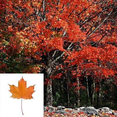 เมเปิ้ล Sugar Maple Syrup หรือ Rock Maple เหลือง / 25 เม็ด