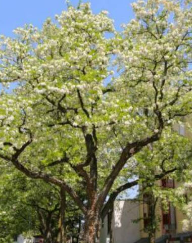 แบล็ค โลคัส (black locust) / 25 เม็ด (Portugal)