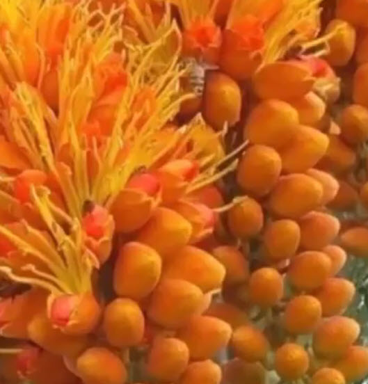 ต้นทองพลุ (Colville's Glory) สูง 20-40 ซ.ม.