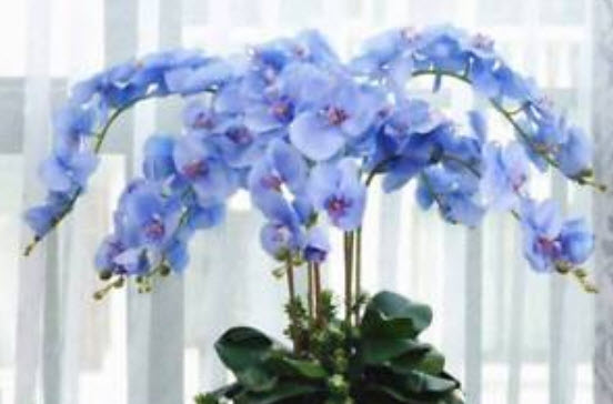 ฟาแลนน็อปซิส (Phalaenopsis) สีฟ้า / 100 เม็ด